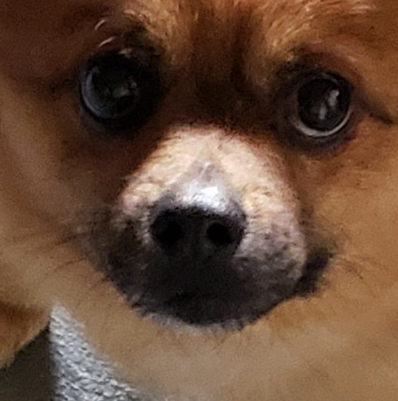 bobbiesade